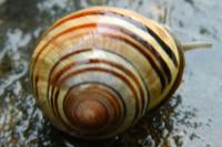 Cepaea nemoralis