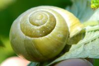 Cepaea hortensis