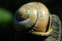Cepaea nemoralis