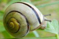 Cepaea nemoralis