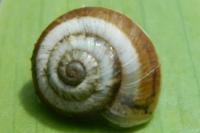 Candidula unifasciata