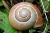 Cepaea nemoralis