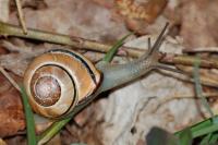 Cepaea nemoralis