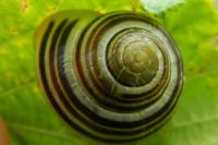 Cepaea hortensis