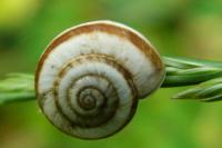 Cernuella neglecta