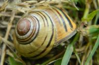 Cepaea nemoralis