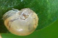 Vitrina pellucida