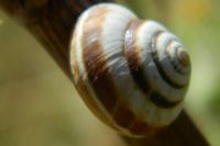 Cernuella neglecta