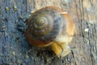 Trochulus hispidus