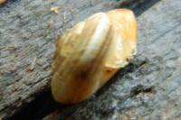 Xeroplexa intersecta