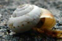 Cernuella neglecta
