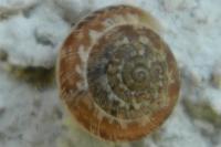 Xeroplexa intersecta