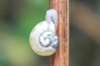 Vitrina pellucida