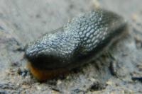 Arion hortensis