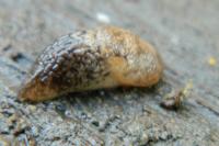 Deroceras reticulatum