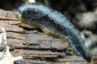 Arion hortensis