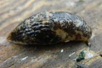 Deroceras reticulatum