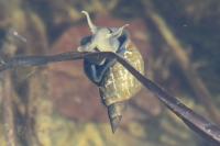 Stagnicola palustris