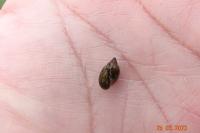 Physa fontinalis