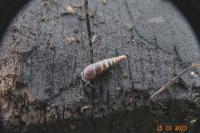 Cochlodina laminata
