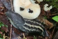 Limax cinereoniger
