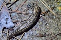 Limax maximus