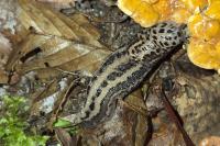 Limax maximus