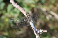Orthetrum cancellatum