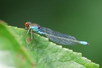 Erythromma viridulum