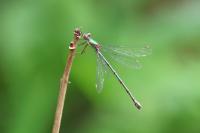 Chalcolestes viridis