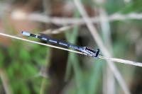 Enallagma cyathigerum
