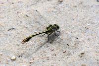 Onychogomphus forcipatus
