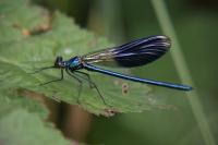 Calopteryx splendens