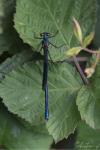Calopteryx splendens