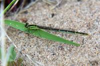 Erythromma lindenii