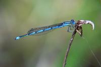 Erythromma lindenii