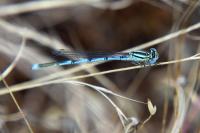 Erythromma lindenii
