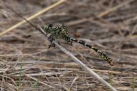 Onychogomphus forcipatus