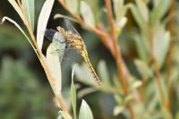 Orthetrum cancellatum
