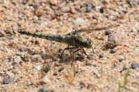 Orthetrum cancellatum