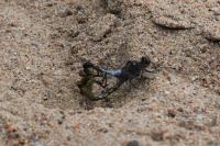 Orthetrum cancellatum