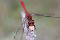 Sympetrum sanguineum