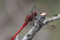 Sympetrum sanguineum