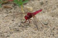 Crocothemis erythraea