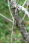 Chalcolestes viridis
