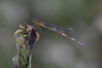 Ischnura elegans