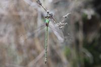 Chalcolestes viridis