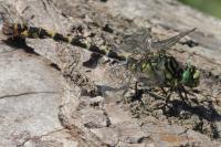Onychogomphus forcipatus