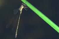 Chalcolestes viridis
