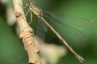 Chalcolestes viridis